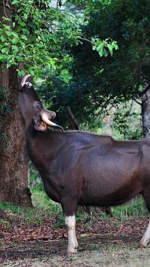 A huge gaur (Indian wild bison) at the BR Hills Wildlife Sanctuary