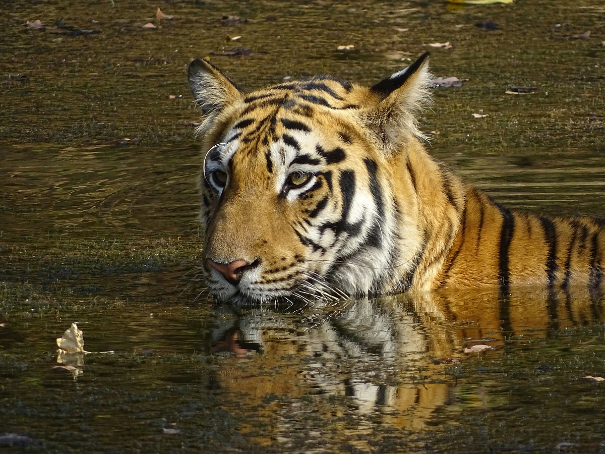 Dhruv Maniya/Unsplash : Maharashtra is fast becoming famous for its tiger reserves