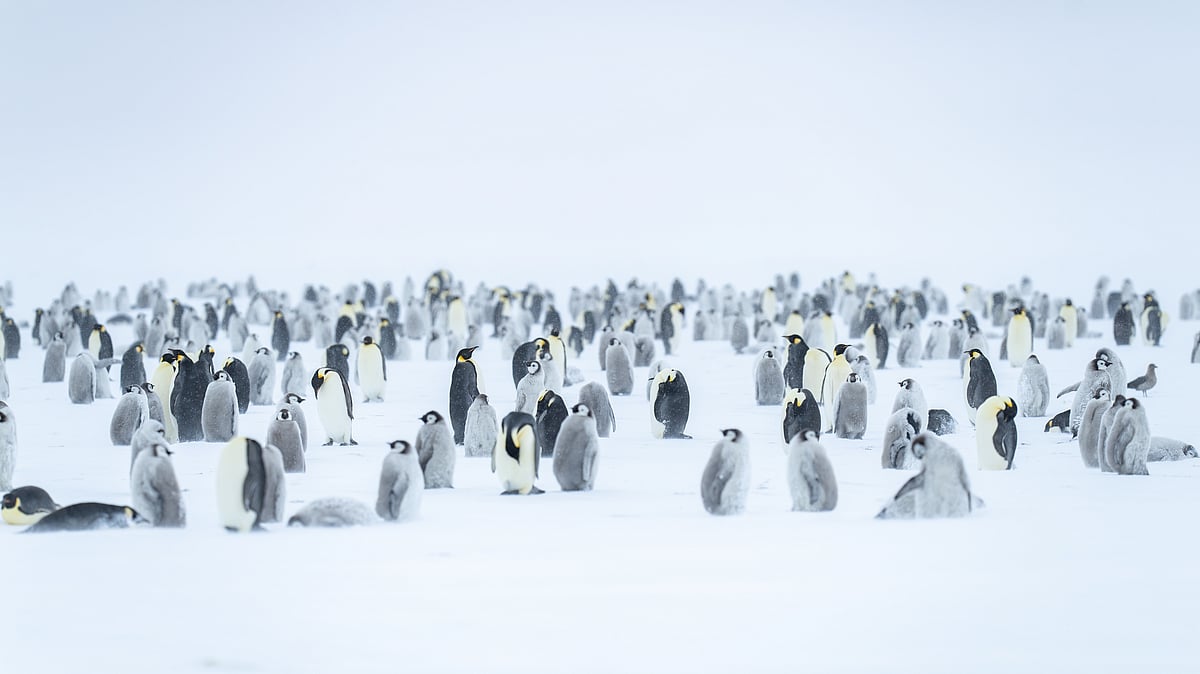 An Emperor Penguin colony that visitors get to see in Antarctica