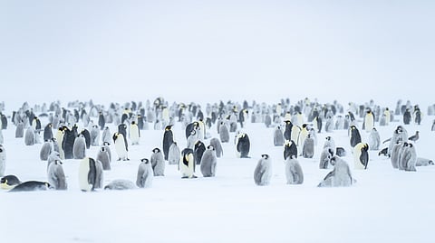 An Emperor Penguin colony that visitors get to see in Antarctica