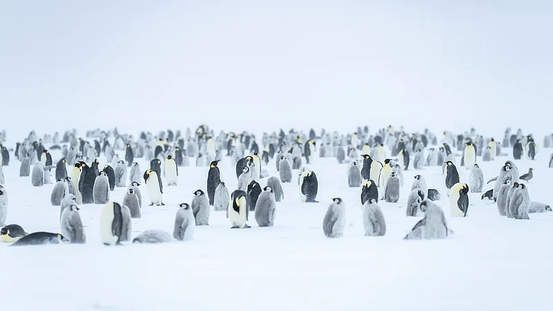 An Emperor Penguin colony that visitors get to see in Antarctica