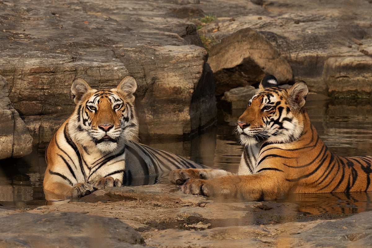Shutterstock : MP To Shut 6 Tiger Reserves/Representational