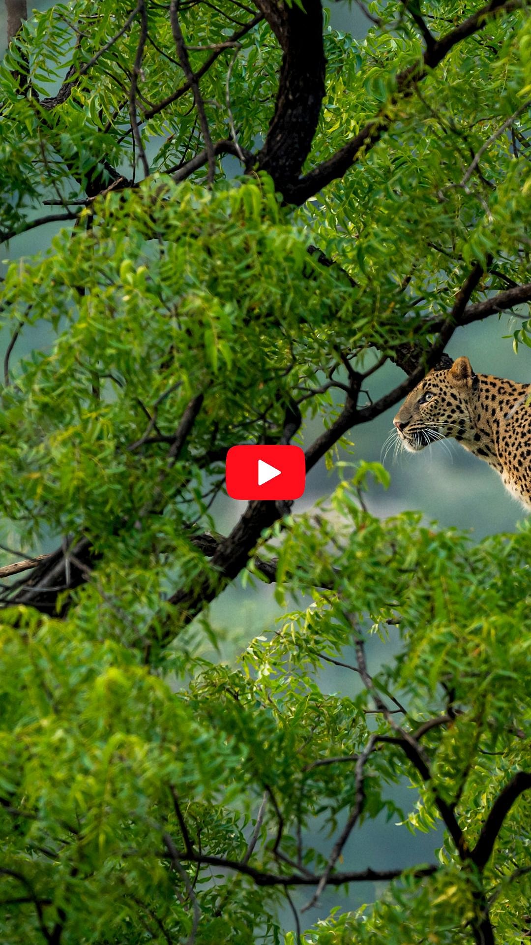 10 Stunning Monsoon Safari Experiences In India  - Shutterstock.com