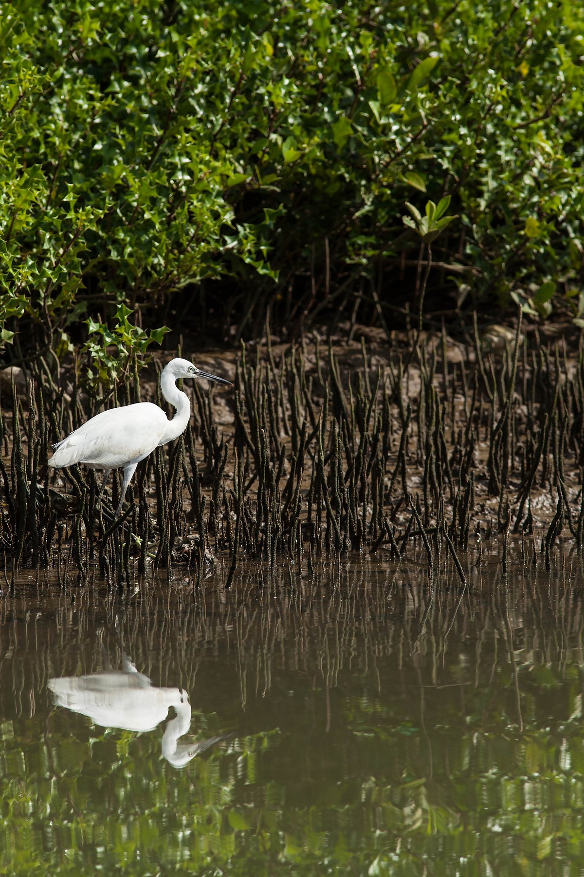 Shutterstock : The Kadalundi Bird Sanctuary, Kozhikode