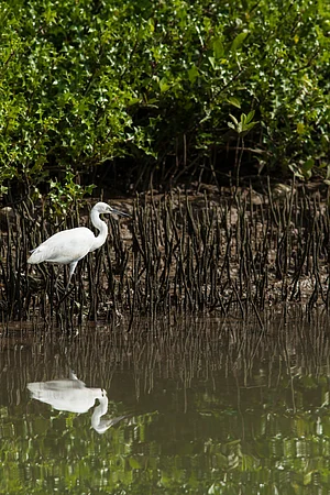 Shutterstock : The Kadalundi Bird Sanctuary, Kozhikode