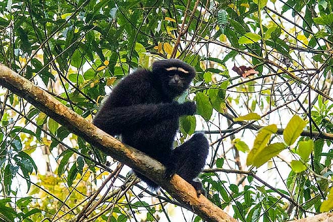 A male hoolock gibbon