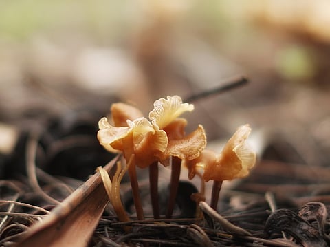 Mushrooms in the field
