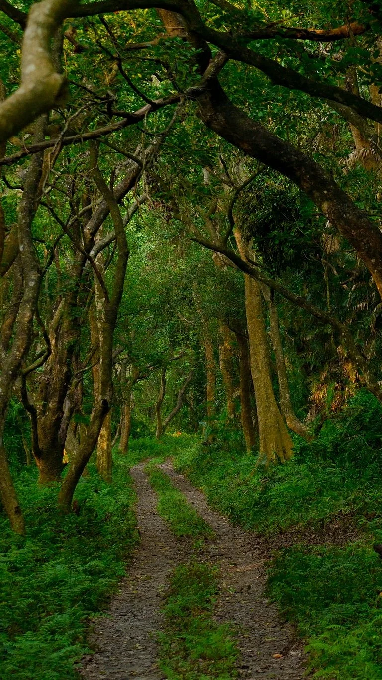 In the thicket of Valmiki National Park