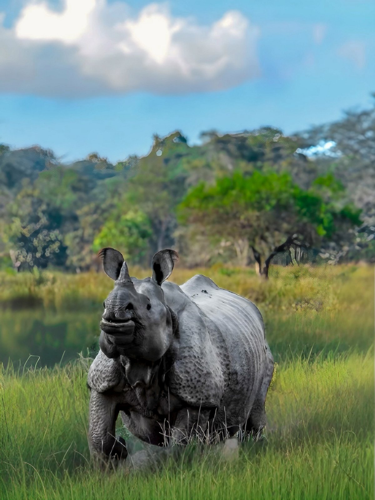 Shutterstock : A closeup of a Great Indian one-horned rhinoceros at Kaziranga National Park in Assam