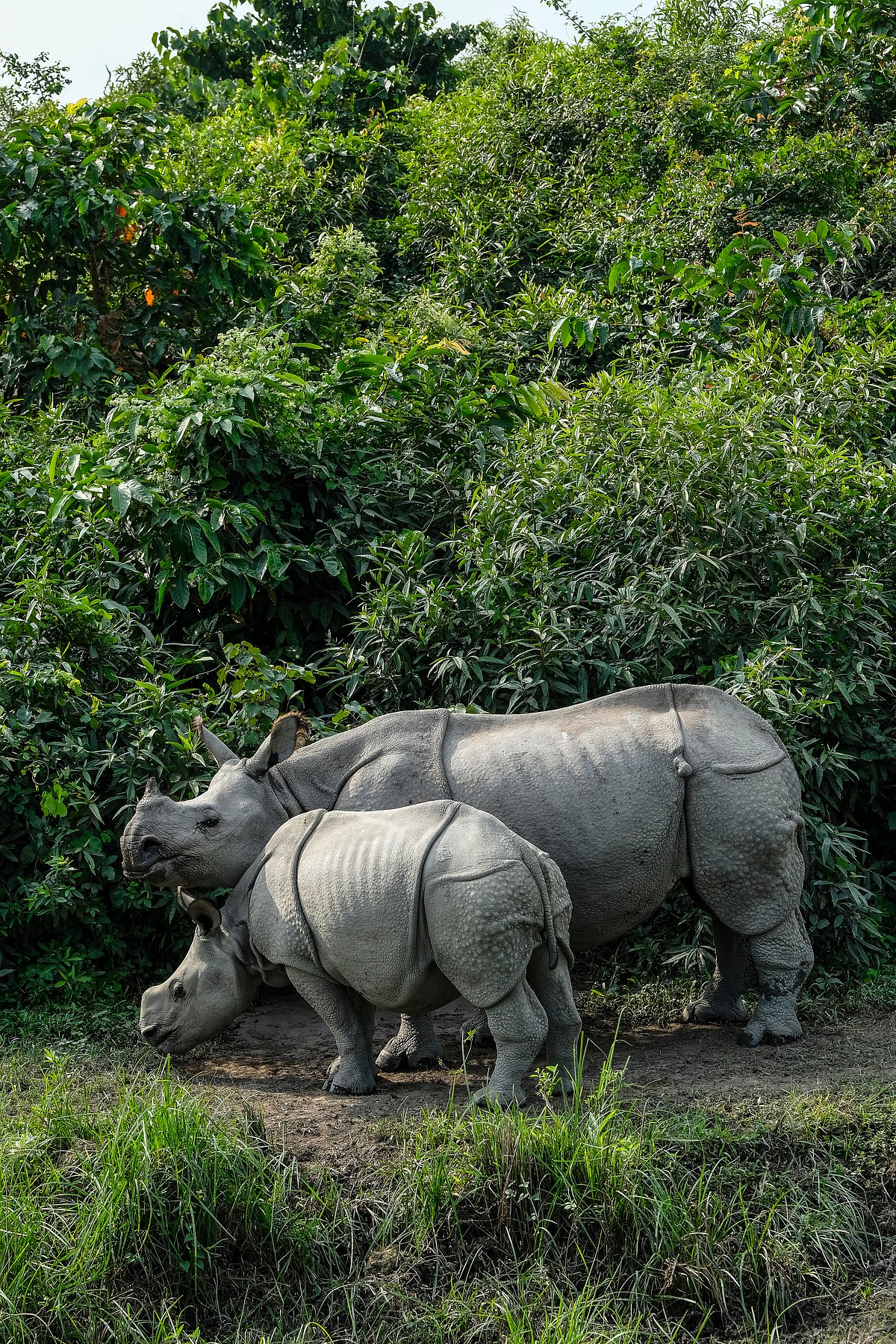 Rhinos in Kaziranga National Park - Shutterstock