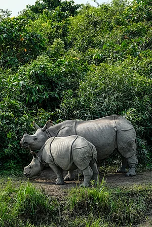 Shutterstock : Rhinos in Kaziranga National Park