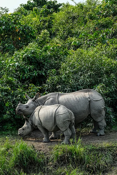 Shutterstock : Rhinos in Kaziranga National Park