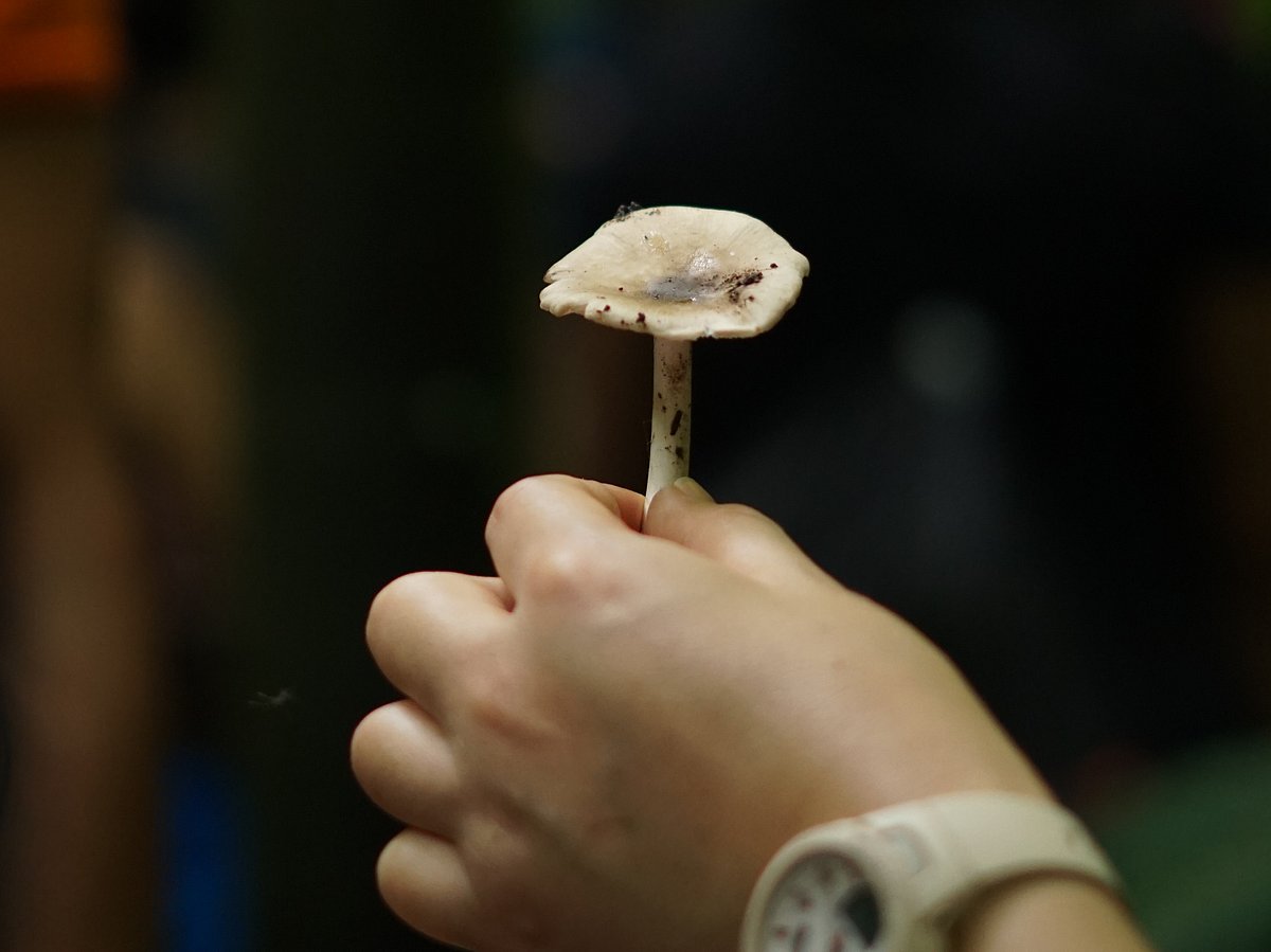 A person holds up a mushroom - Copyright: Nuvedo