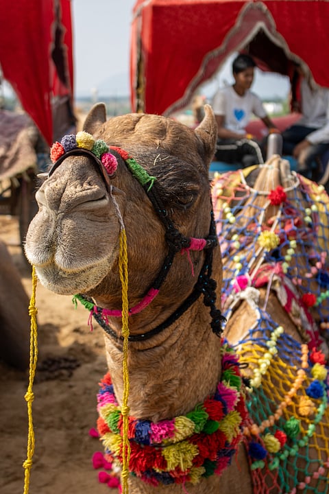 A decorated camel at the Pushkar Camel Fair