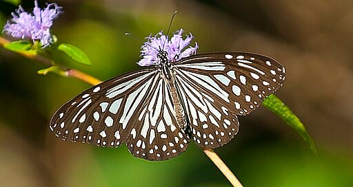 Glassy Tiger butterfly at Mhadei WLS