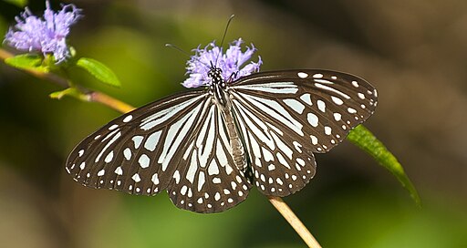 Glassy Tiger butterfly at Mhadei WLS