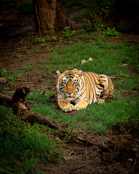A tiger stares into the camera in Sariska Tiger Reserve