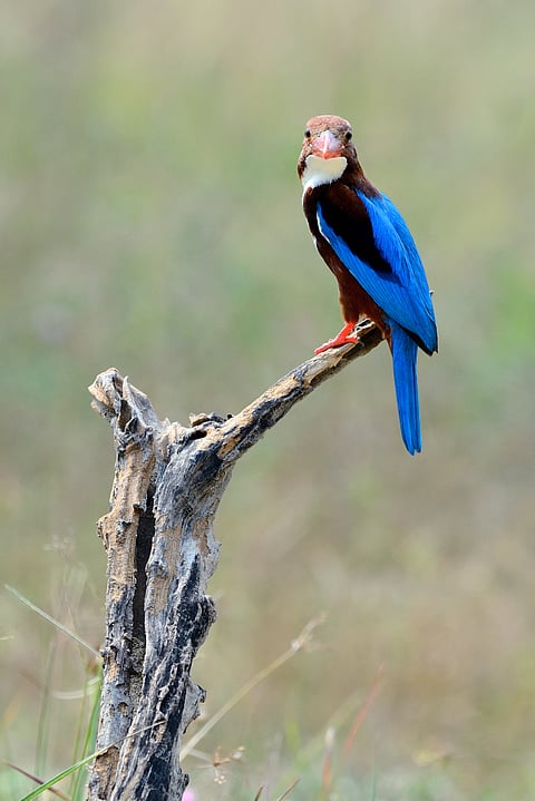 A white-throated Kingfisher at Keoladeo National Park