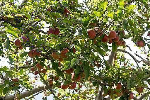 Apple orchards of Kotgarh
