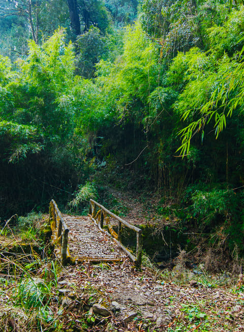 A jungle trail in Lavasa