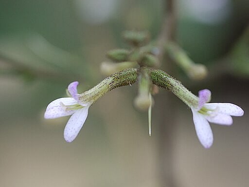 A floral beauty from Chorla Ghat