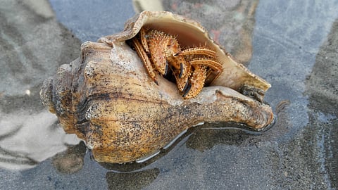 Mumbai's shoreline is thriving with a diverse marine life if only you stop to take a look