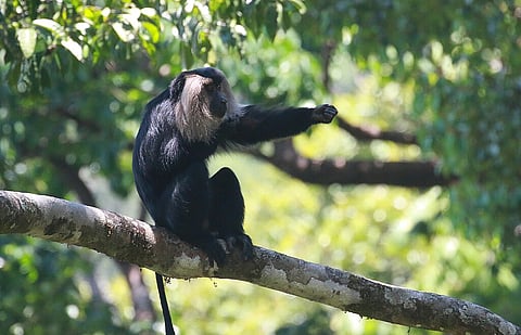 Lion tailed Macaque is one of the key attractions of the park