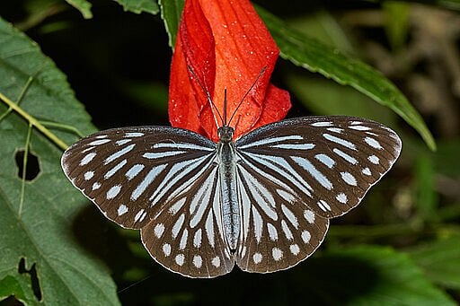 The Indian Wanderer Butterfly