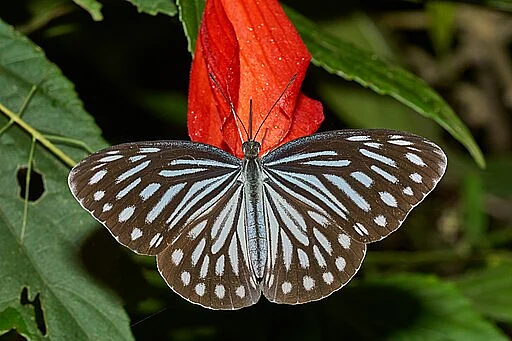 The Indian Wanderer Butterfly