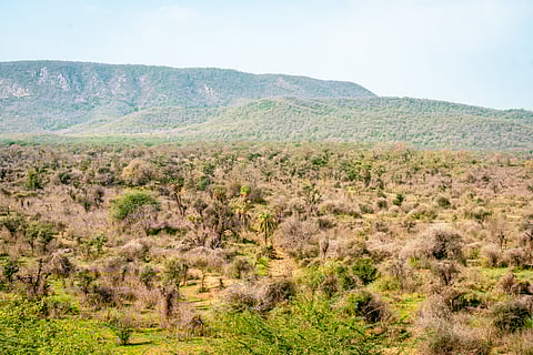 The landscape of Sariska Tiger Reserve