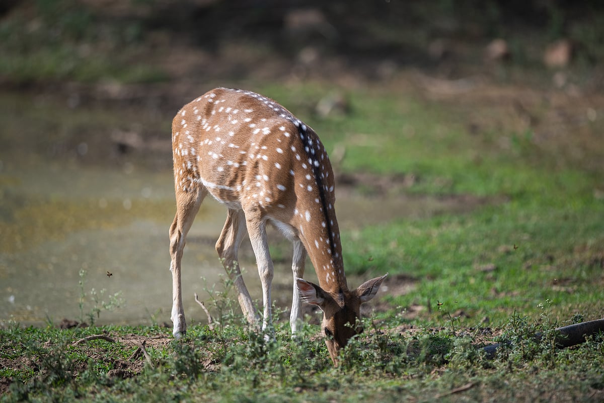 A spotted deer inside Sariska Tiger Reserve