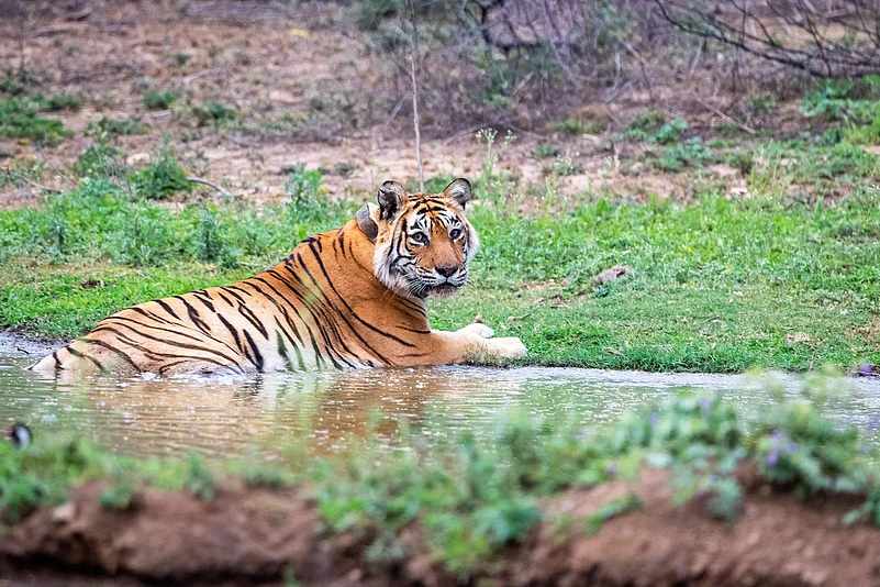 A tiger rests in Sariska Tiger Reserve