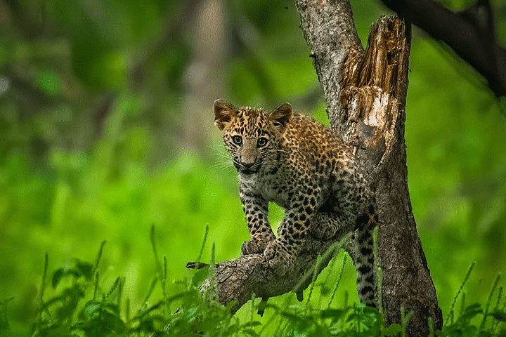 The Jhalana Leopard Safari Park is home to around 30-35 leopards