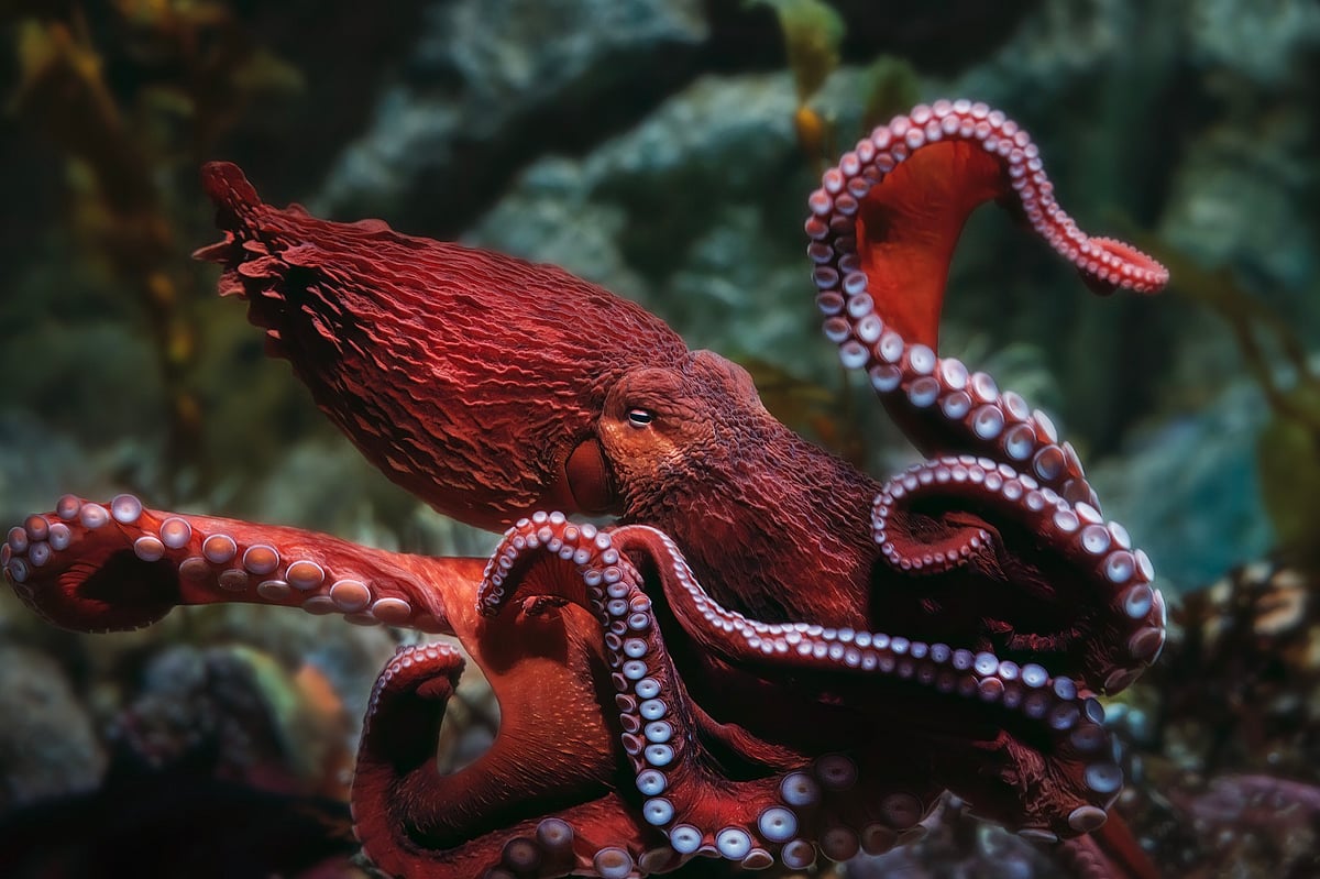 Goji, a giant Pacific octopus, at the Aquarium of the Pacific