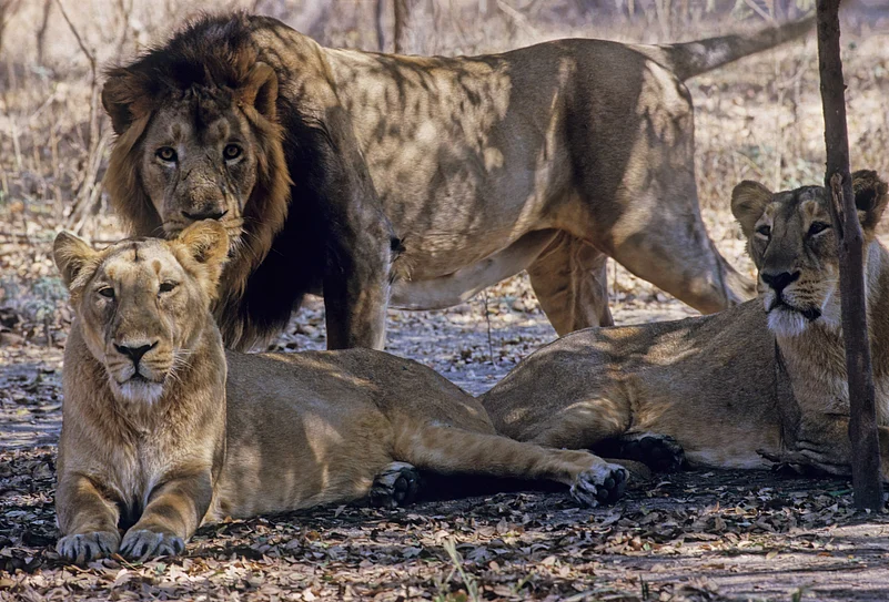 Asiatic lions in Gujarat, India