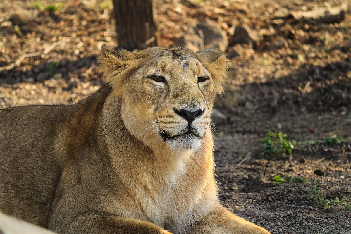A lioness in Gir National Park and Wildlife Sanctuary
