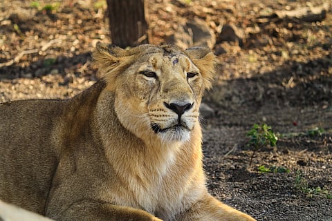 A lioness in Gir National Park and Wildlife Sanctuary