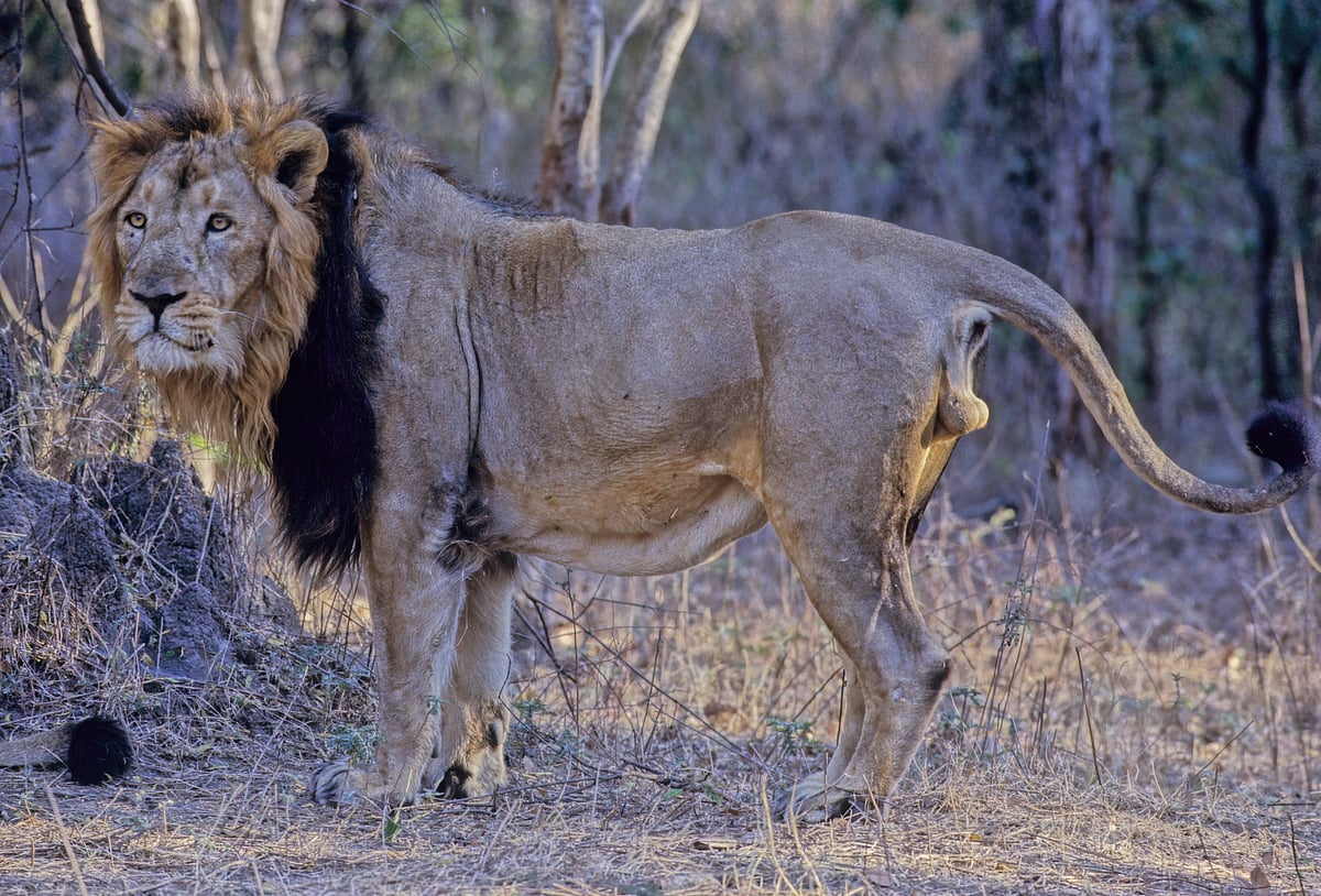 What distinguishes Asiatic lions from their African counterparts is a longitudinal fold of skin running along the formers belly