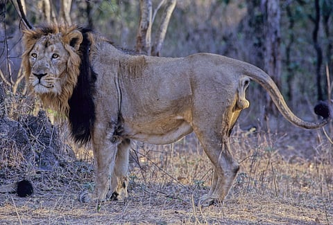 What distinguishes Asiatic lions from their African counterparts is a longitudinal fold of skin running along the former's belly