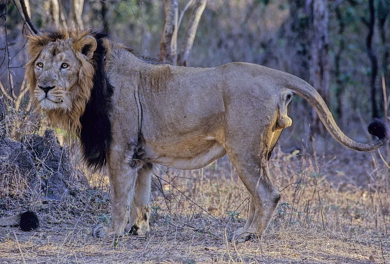 What distinguishes Asiatic lions from their African counterparts is a longitudinal fold of skin running along the formers belly