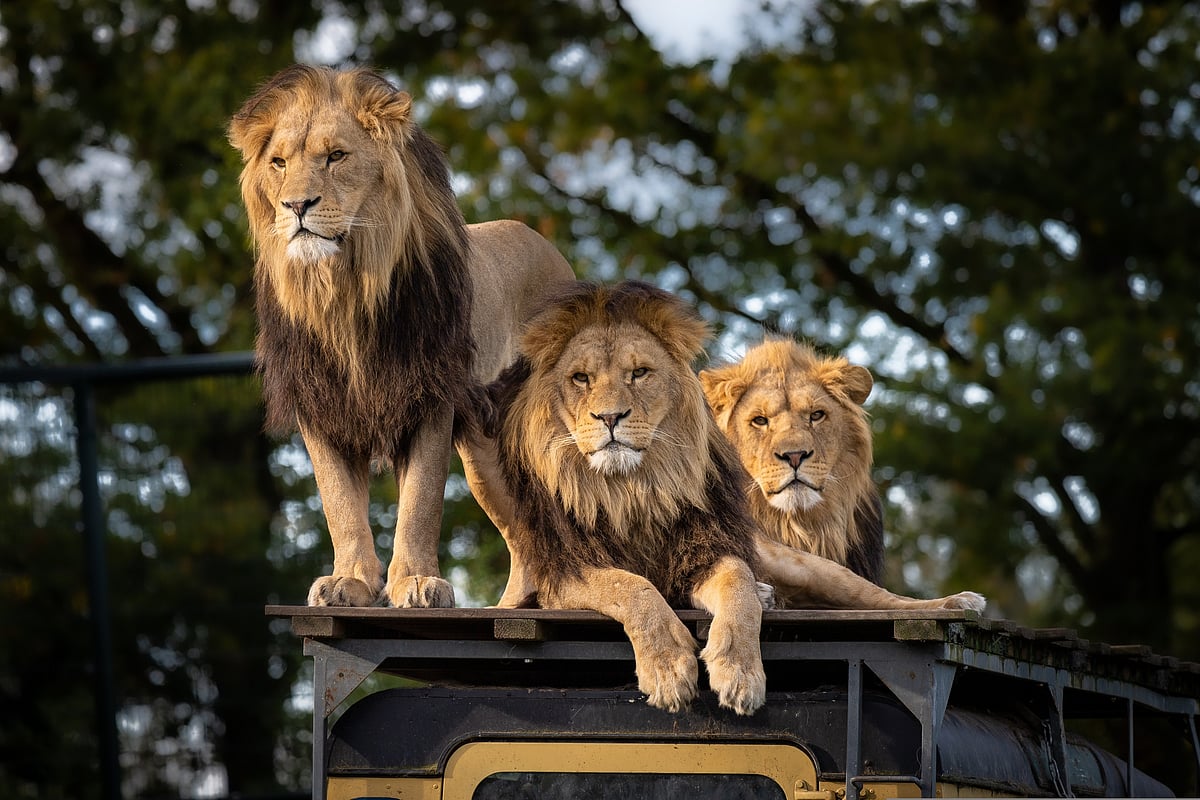 African lions
