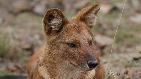 A dhole, or Asian wild dog, at Pench Tiger Reserve