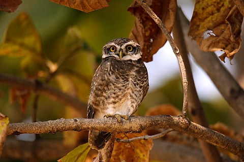 A spotted owlet at Pench Tiger Reserve