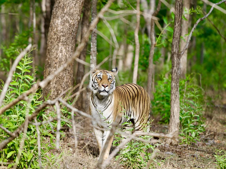 A tiger at Pench Tiger Reserve - F_A_I_Z_54/Shutterstock