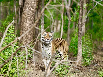 F_A_I_Z_54/Shutterstock : A tiger at Pench Tiger Reserve