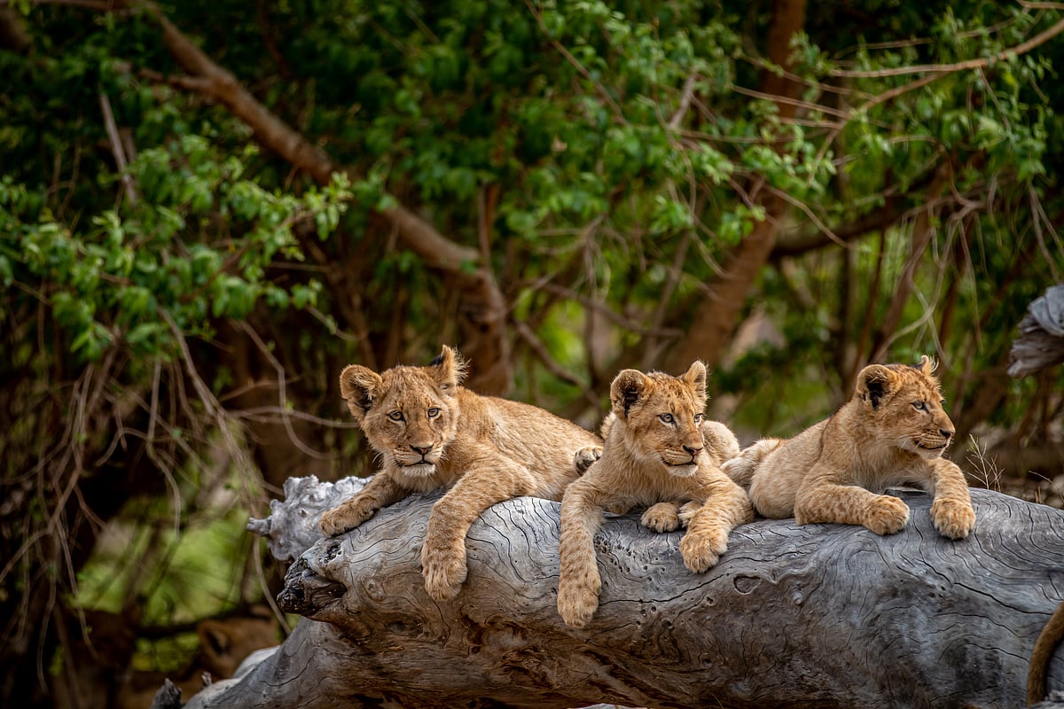 Lion cubs in Kruger National Park, South Africa