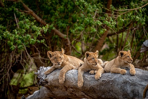 Lion cubs in Kruger National Park, South Africa