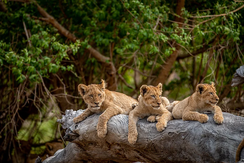 Lion cubs in Kruger National Park, South Africa