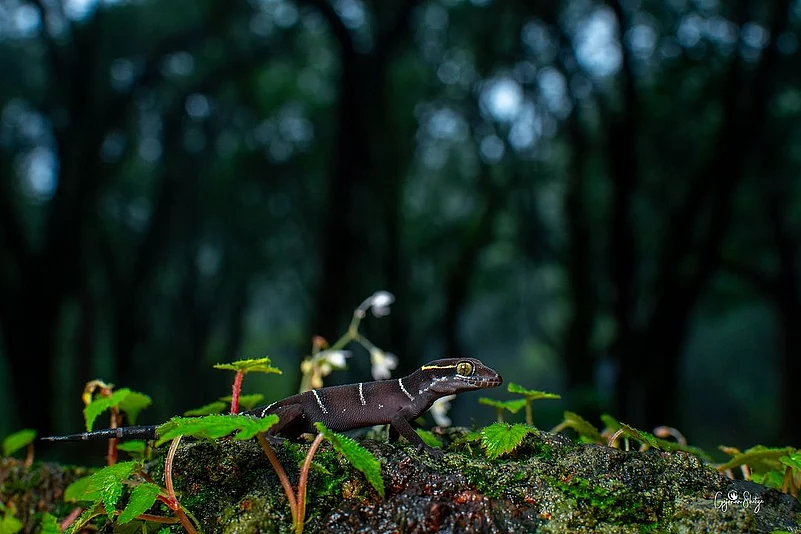 Mrugaya Xpeditions brandishes sustainable tourism to safeguard the flora and fauna of Goa