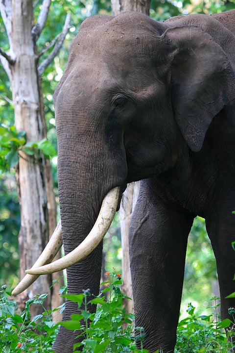 A great tusker at the Wayanad Wildlife Sanctuary